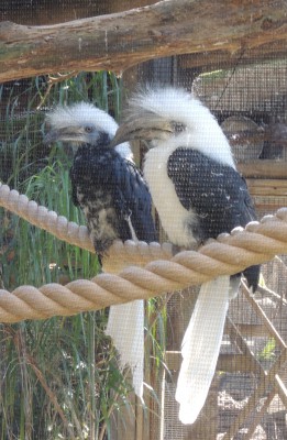 A white-crowned hornbill is one of the many aviary species you’ll see here.