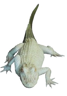 gator2